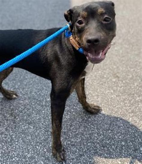 apl valley view|64 Adoptable Dogs Waiting At The County Shelter。